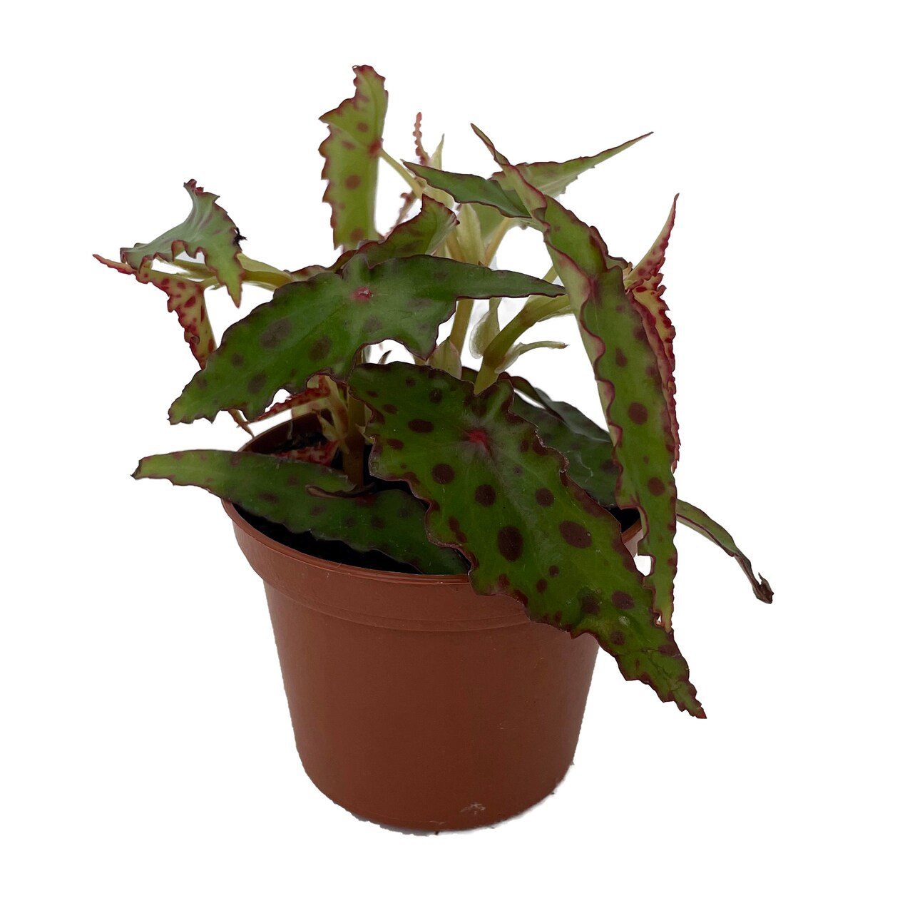 Rare Butterfly Begonia Plant - Begonia amphioxus - 2.5" Pot - Collector's Series